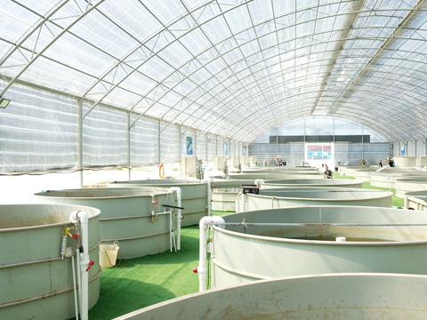 Recirculating Aquaculture